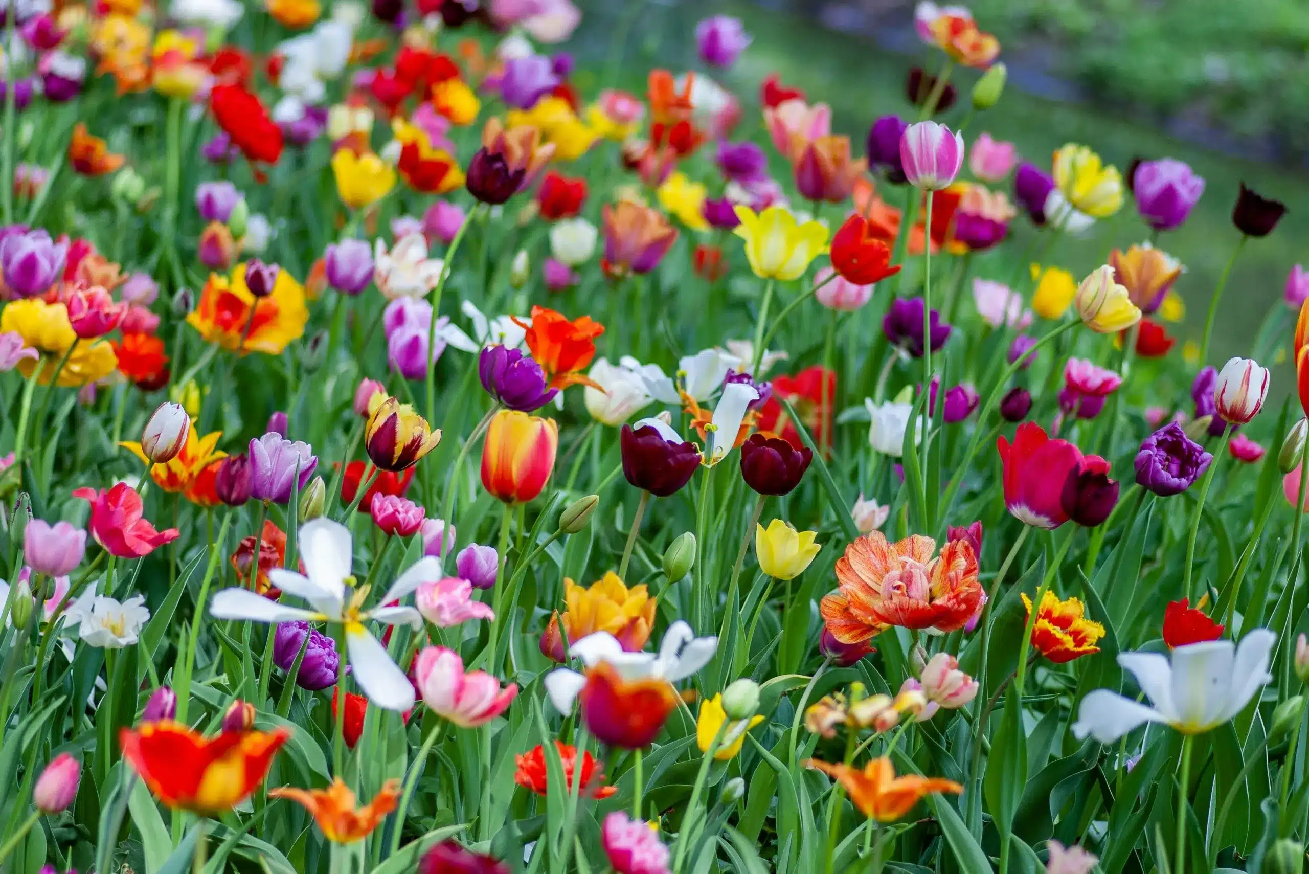 springtime tulips in dallas